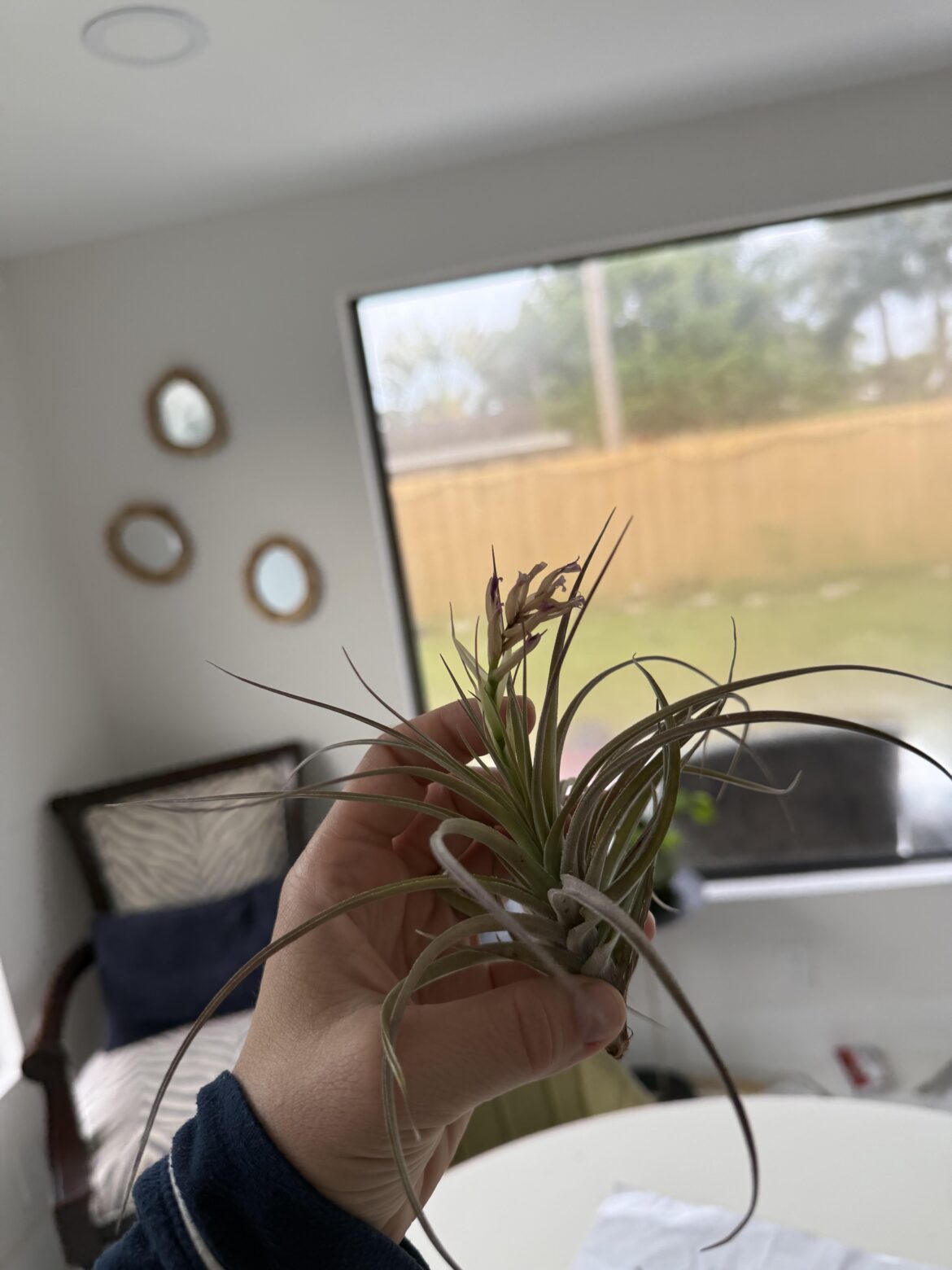 What is wrong with my airplant?