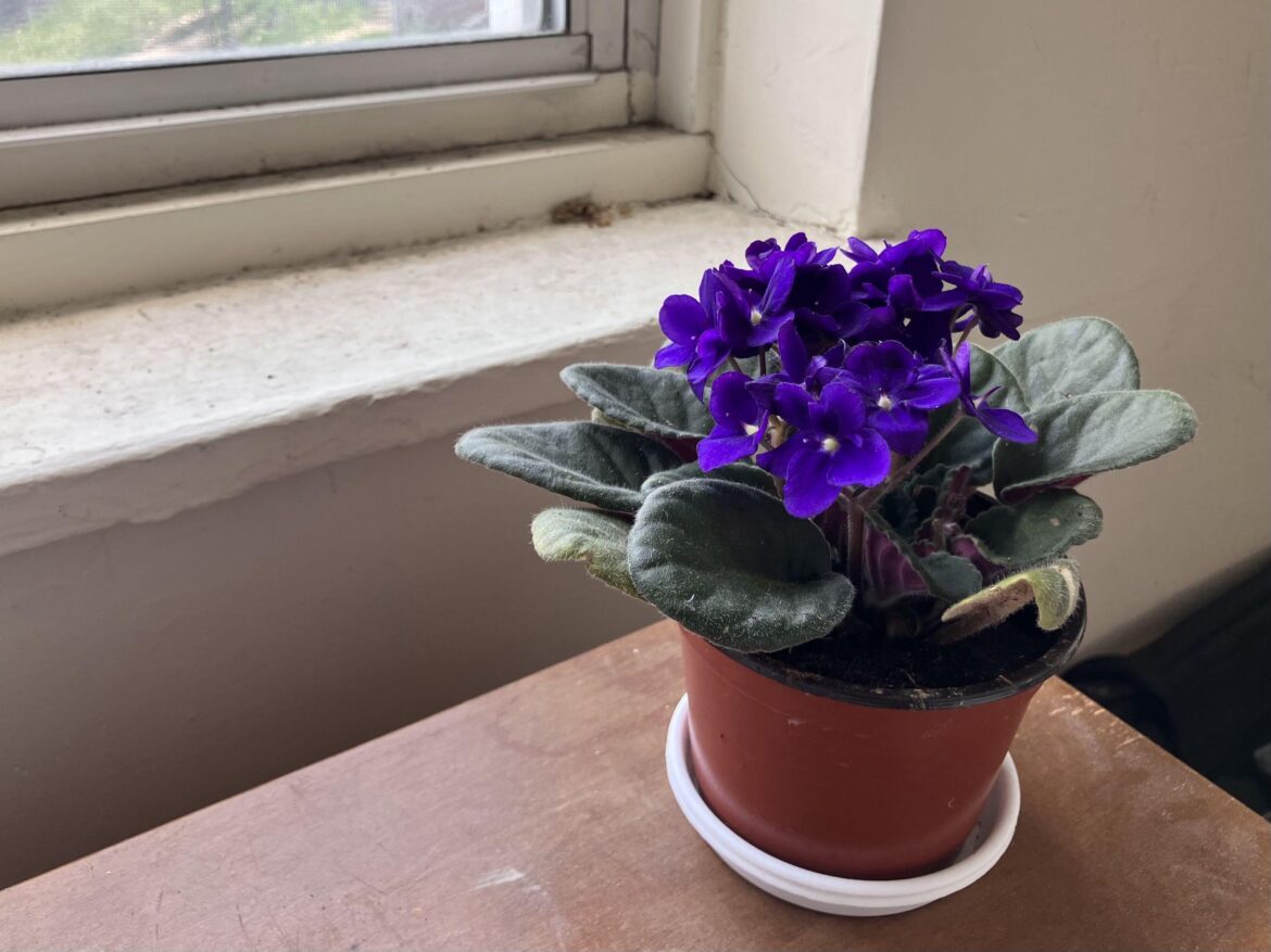 My first African violet! (and light question)