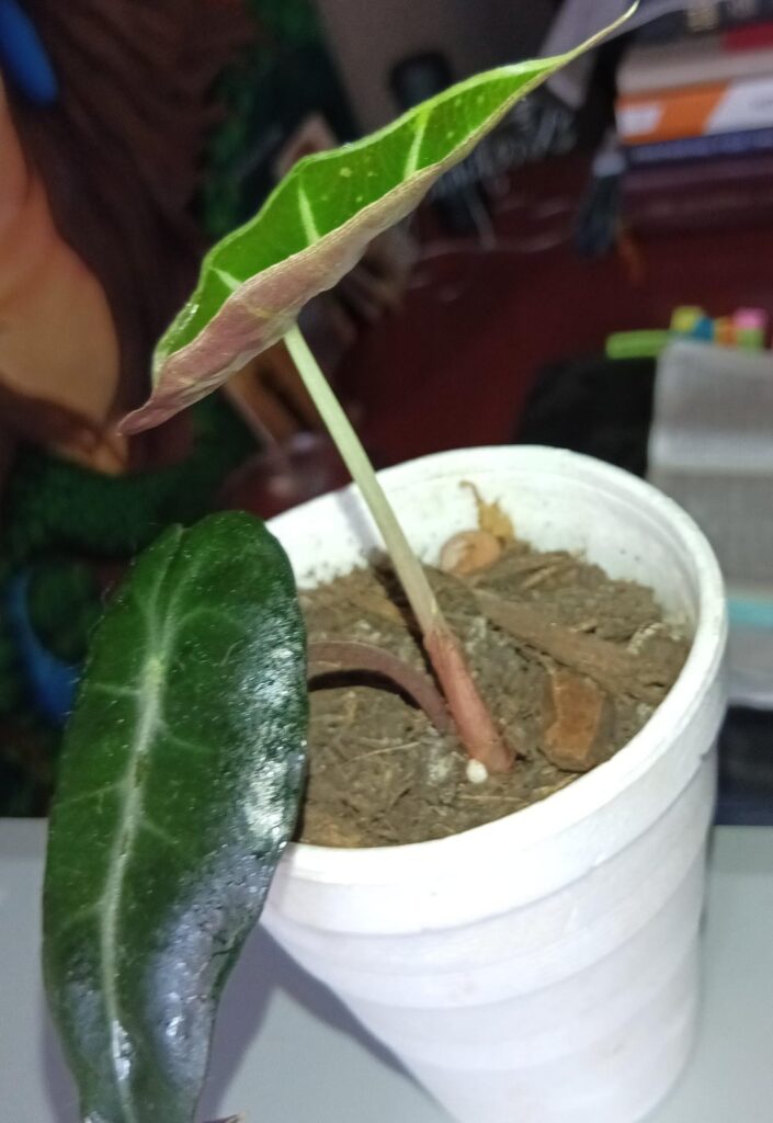 This is my first baby! This is my first baby!