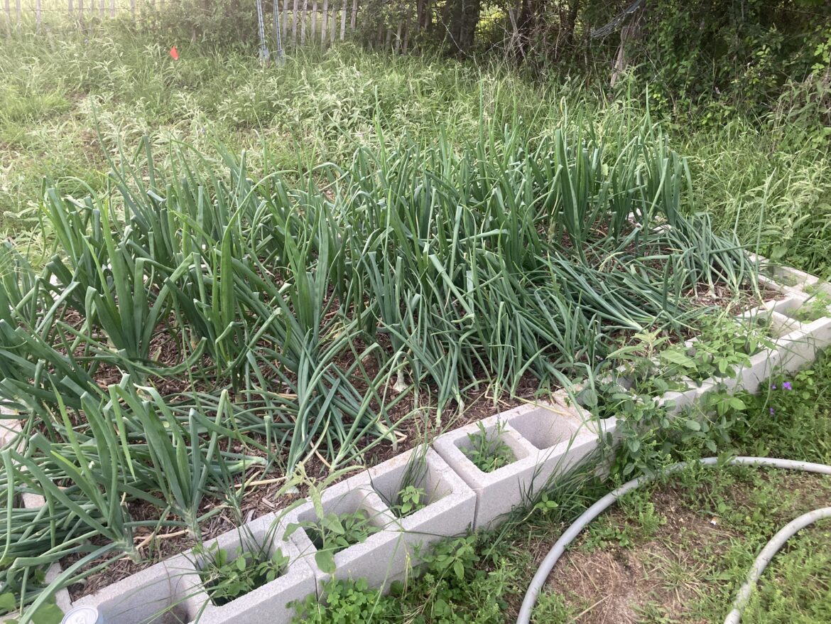 Time to harvest?