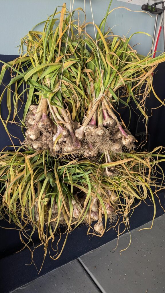 Harvested some garlic Harvested some garlic