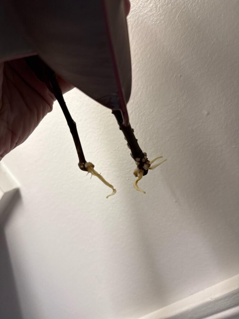 Is my rubber plant propagation ready to pot? Is my rubber plant propagation ready to pot?