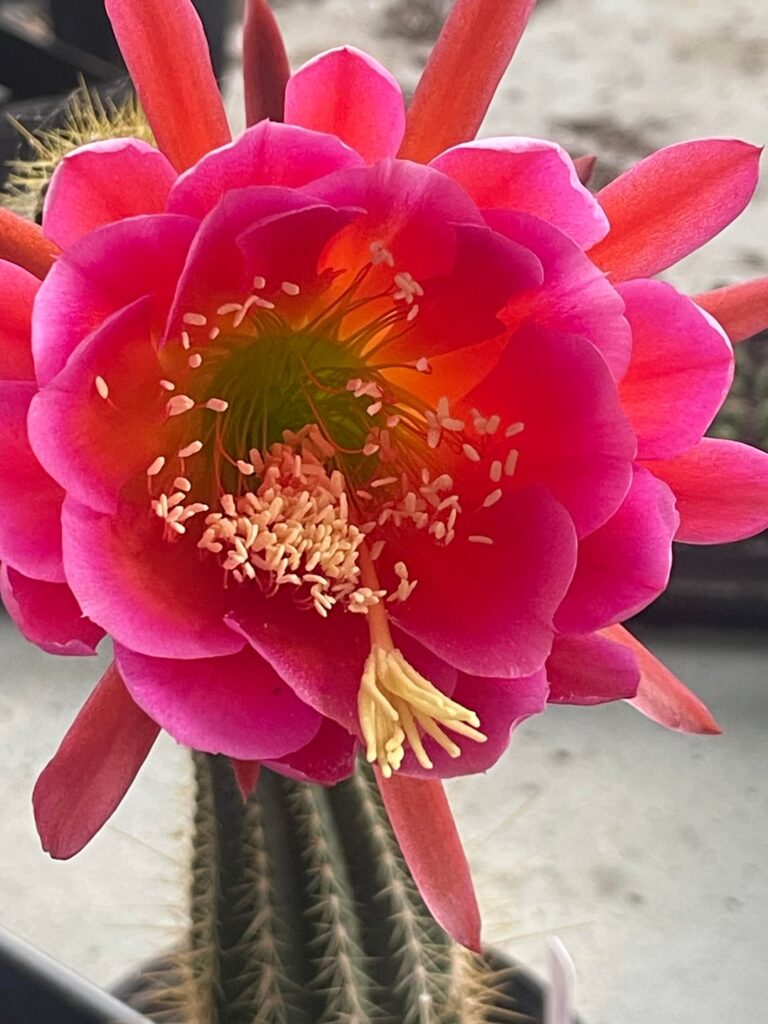 How many cactus do you need?