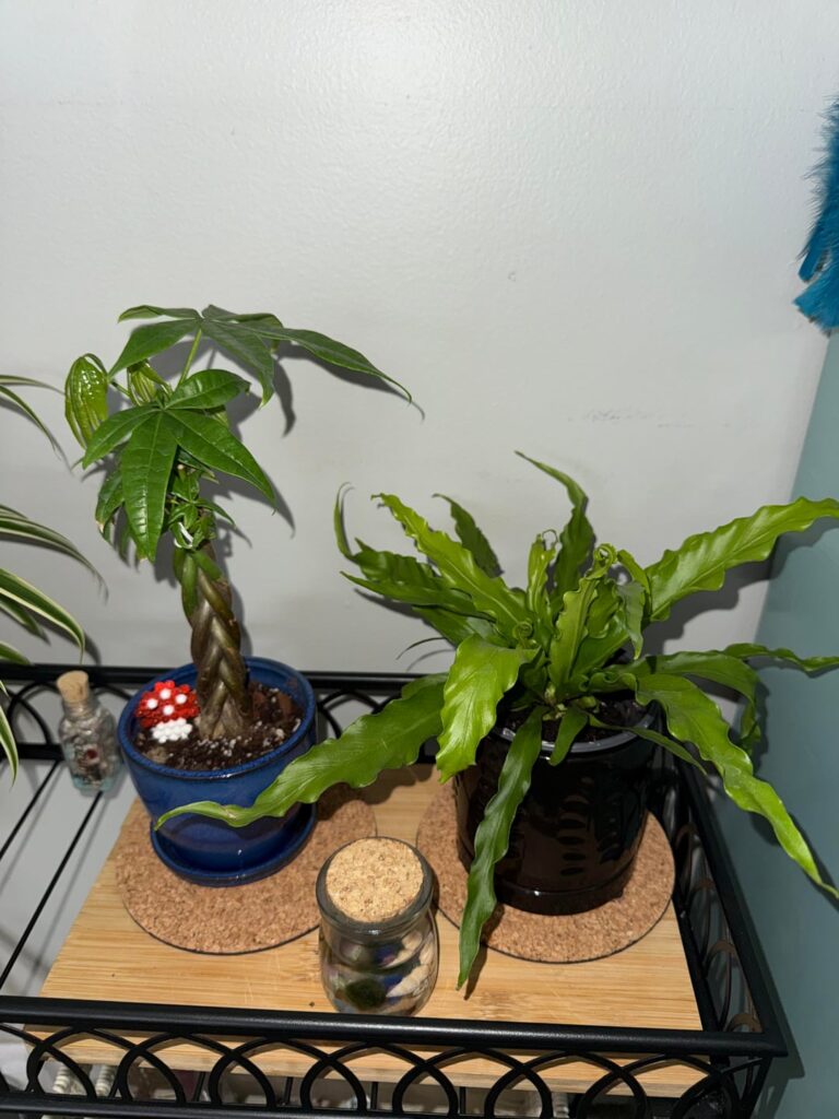 New plant parent! What do you think? Tips, tricks, etc!