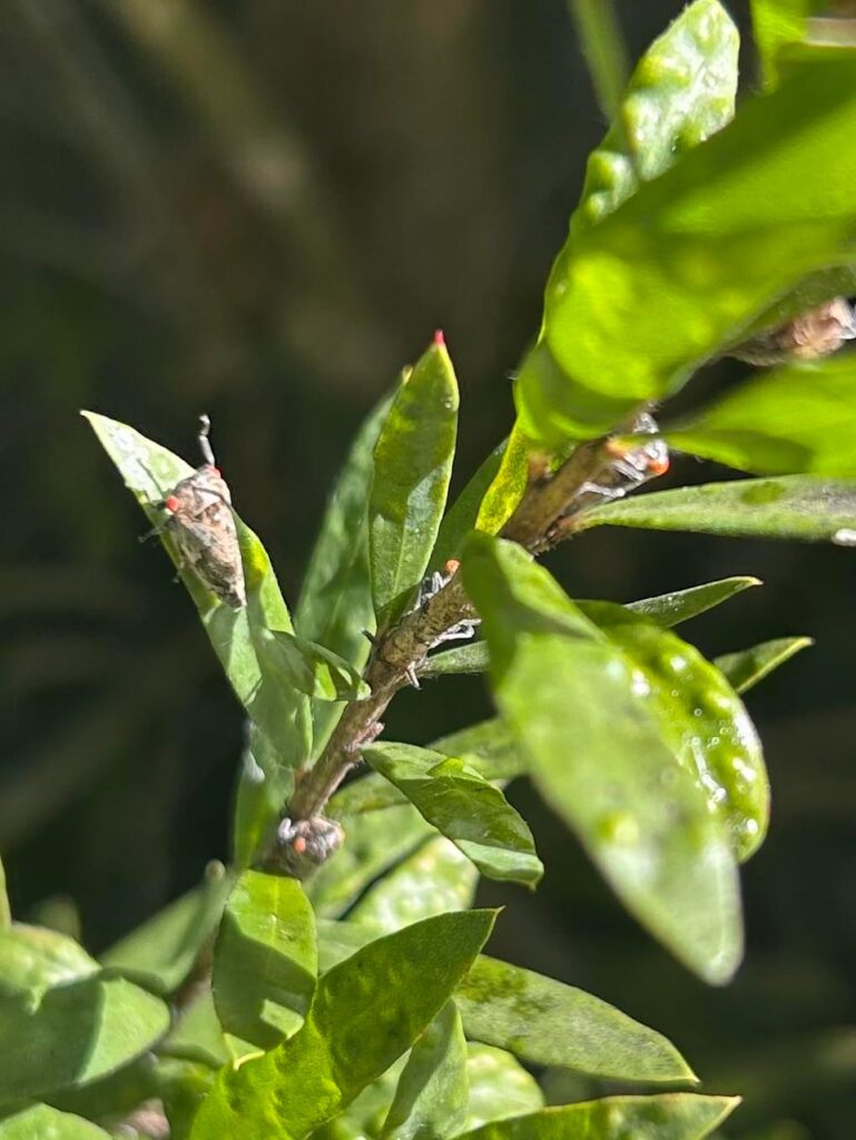 Red eye cicadas???