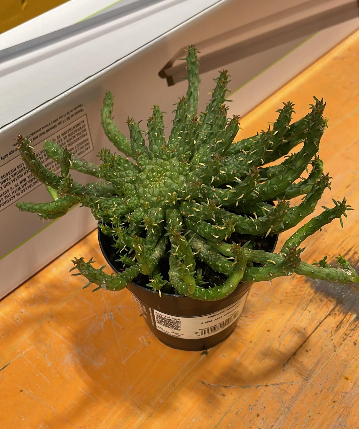 Medusa Head Nabbed at HD