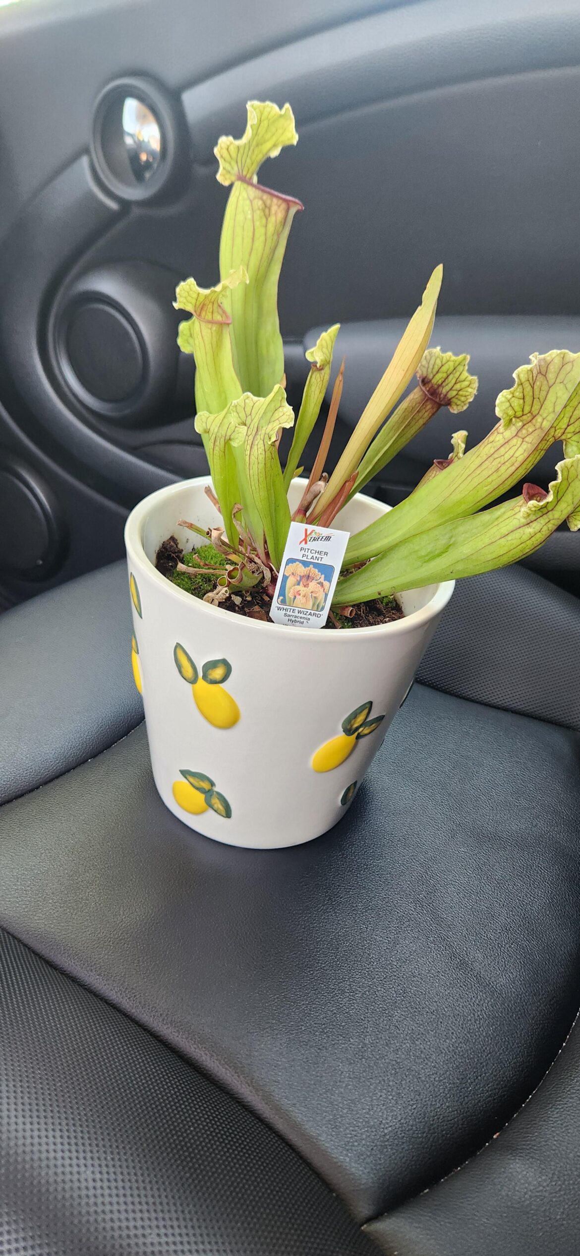 New Pitcher Plant Owner New Pitcher Plant Owner