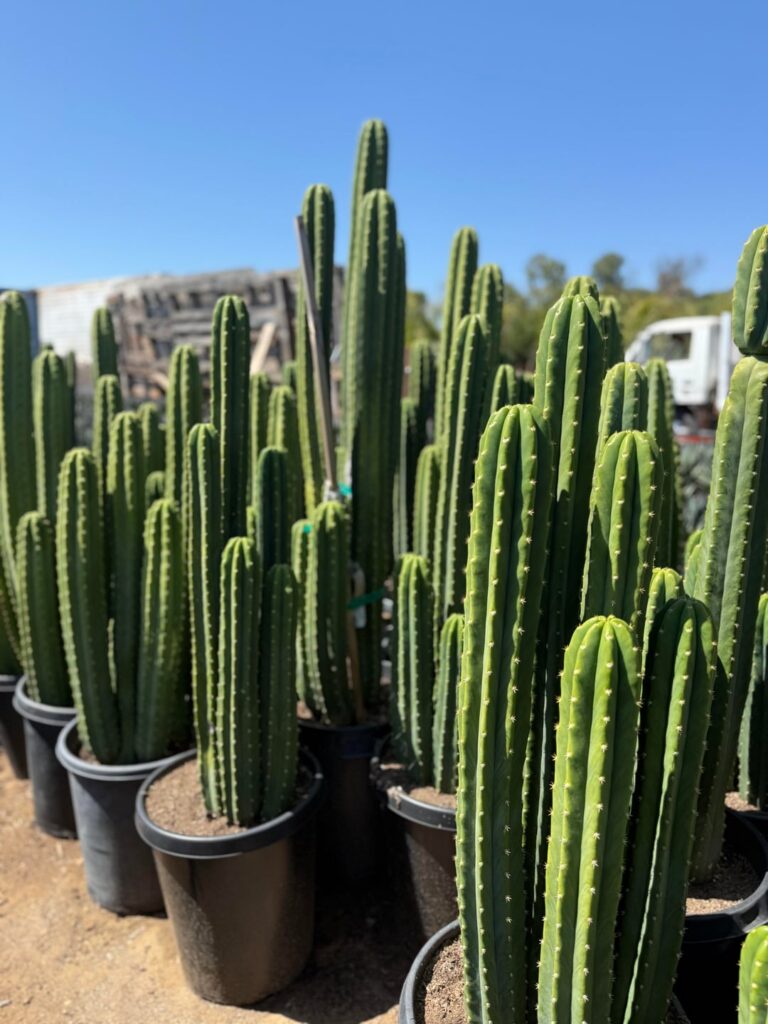 San Pedro cactus 🌵