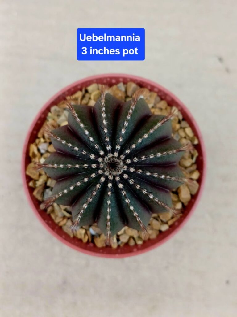 Uebelmannia PECTINIFERA 👌