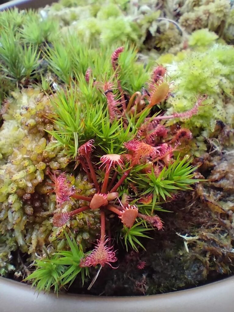 Suggestions for bog flora other than cps that pair well with live Sphagnum?