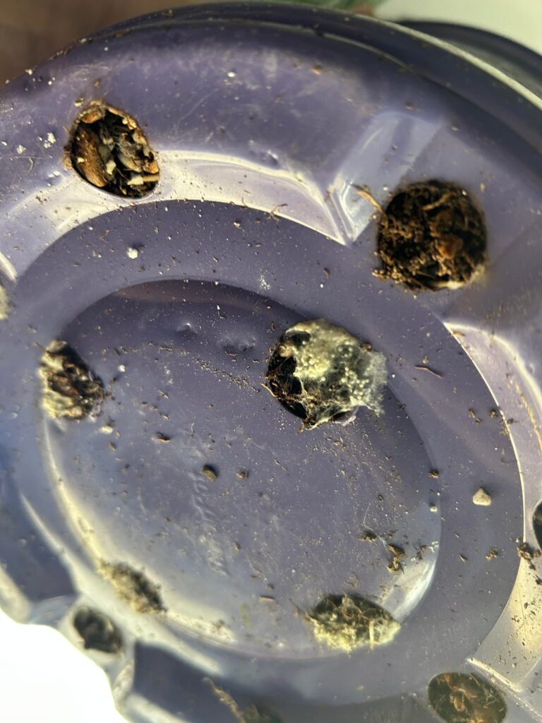 Bugs?