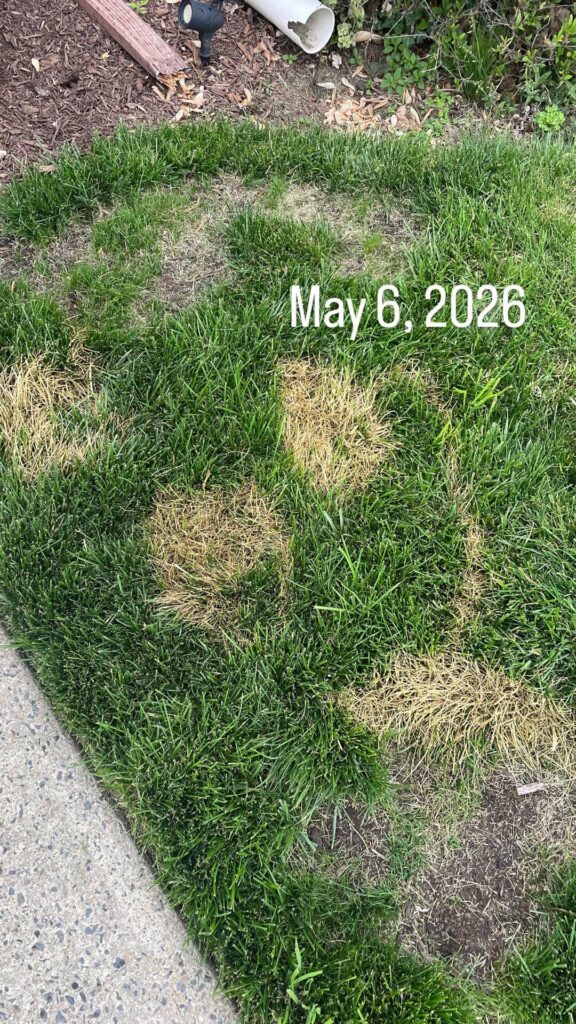 What is happening to my grass? More in description. (MD, USA) What is happening to my grass? More in description. (MD, USA)
