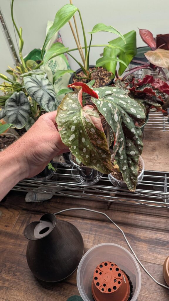 Leave in Moss or switch to water prop