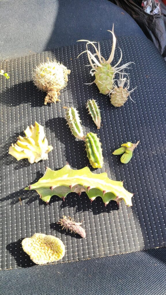 Mega prop lift haul 🤘 IDs appreciated