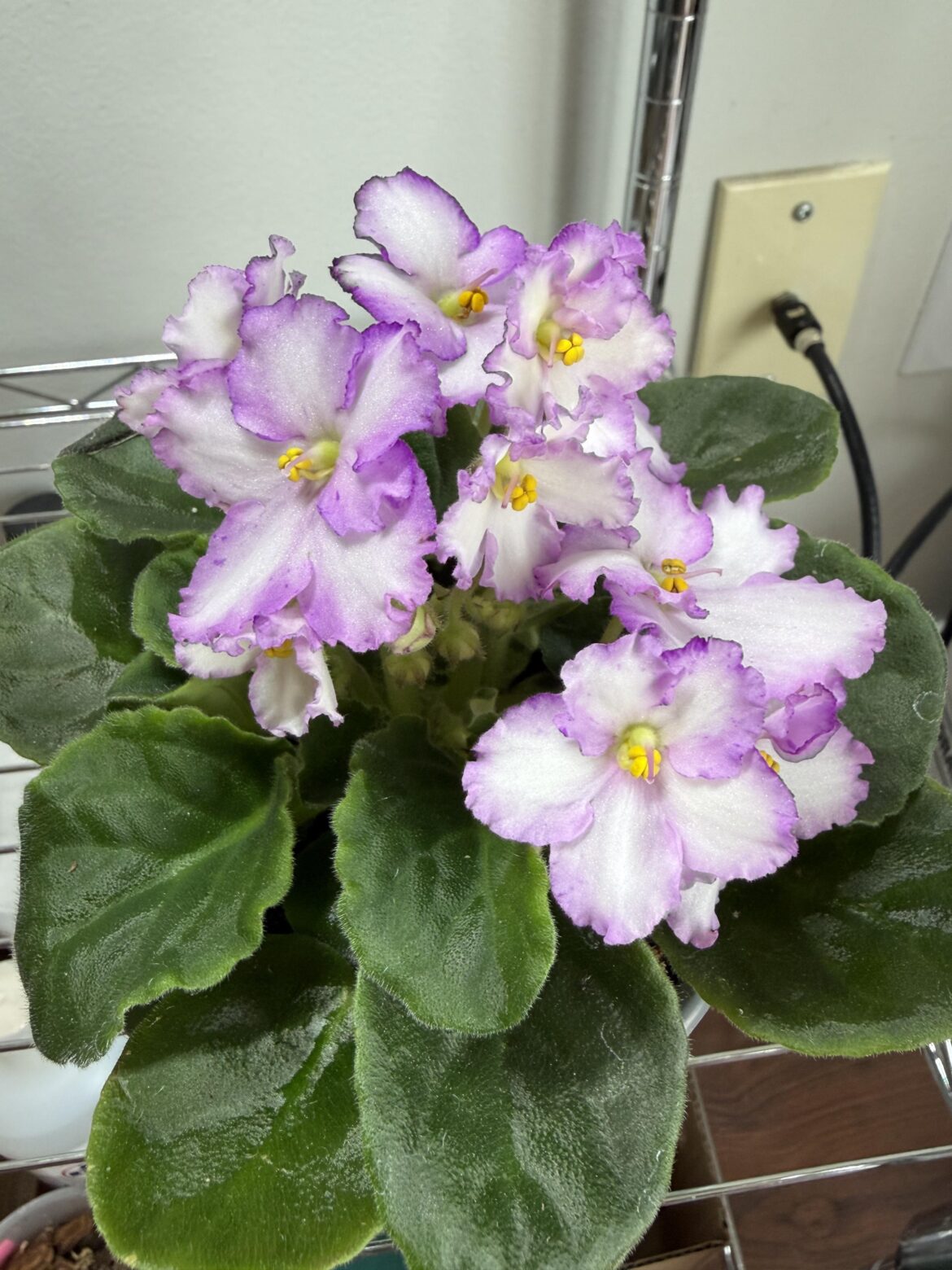 Finally feeling ready to return to African violets! Finally feeling ready to return to African violets!