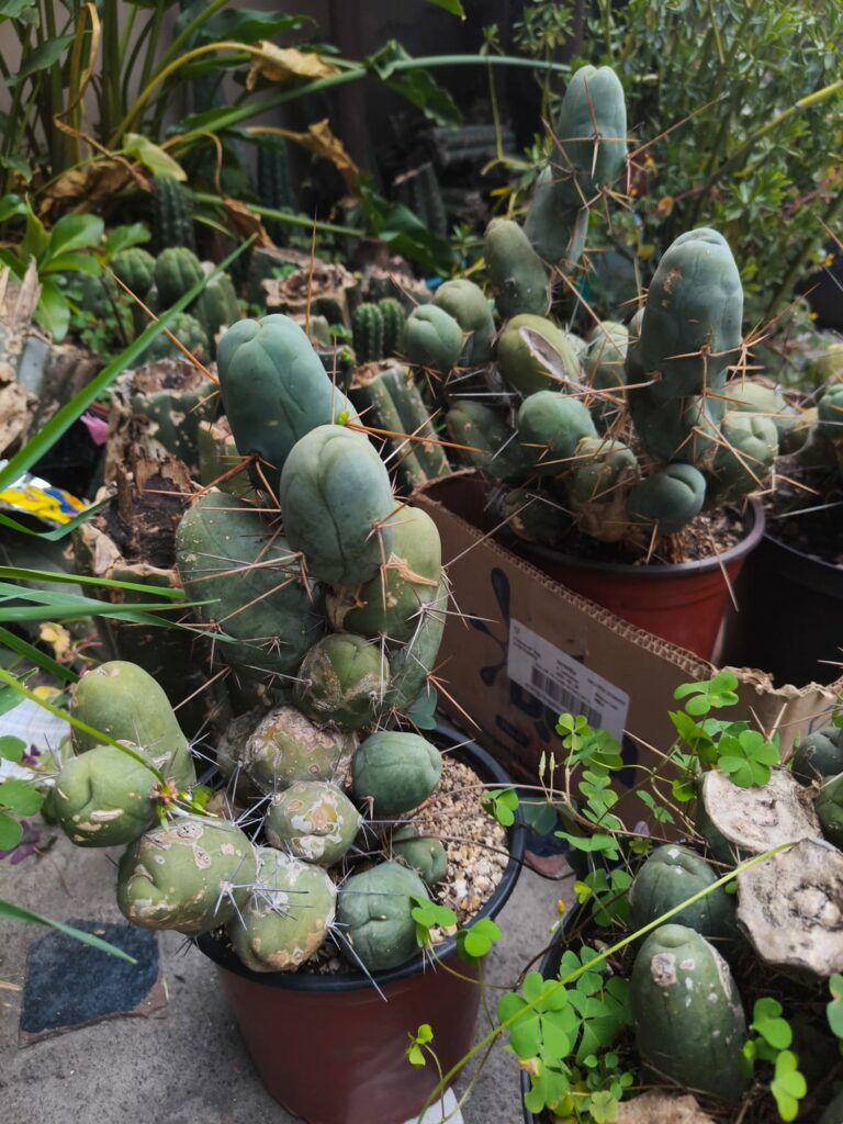 New babies