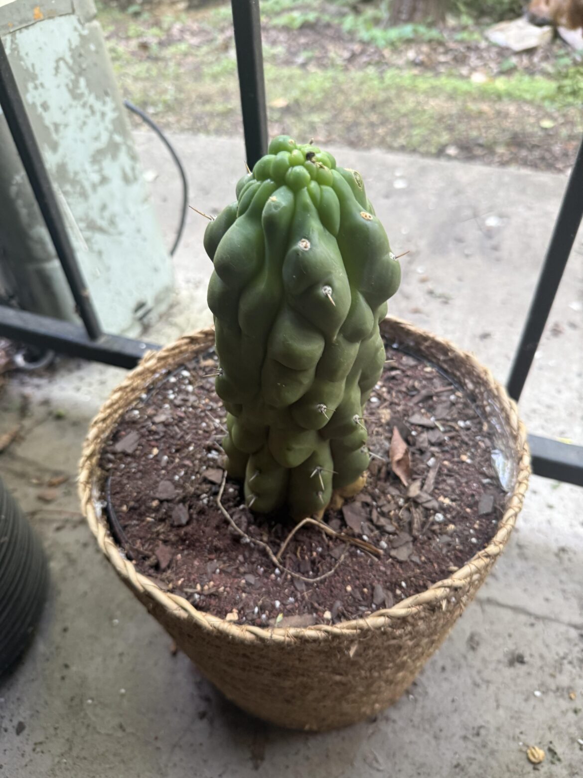 Healthy growth?