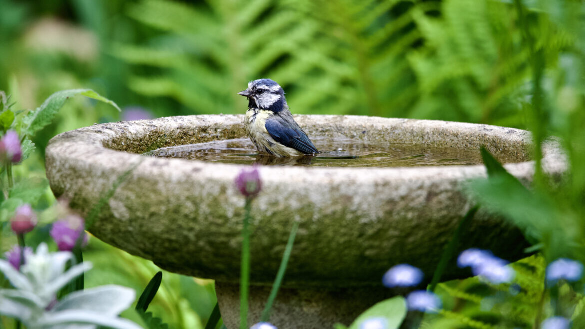Goodbye Traditional Bird Baths — There’s An Amazon Find That Doubles As Garden Decor Goodbye Traditional Bird Baths — There's An Amazon Find That Doubles As Garden Decor