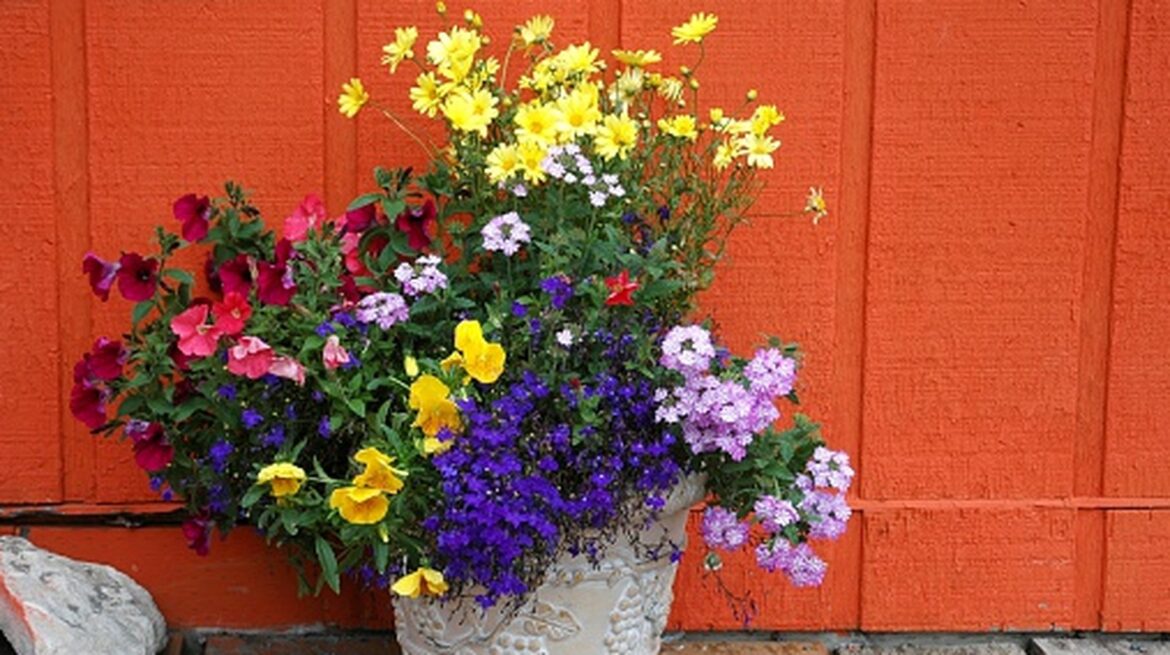13 Best Flowers To Start Planting In Pots In May