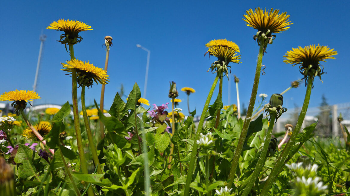The Eco-Friendly Way To Keep Dandelions From Taking Over Your Lawn The Eco-Friendly Way To Keep Dandelions From Taking Over Your Lawn