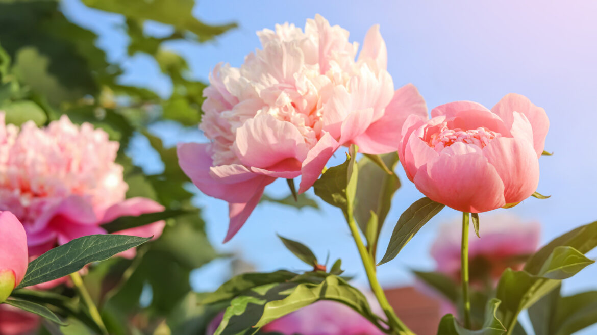 The Perfect Companion Flower For Peonies That’ll Help Them Thrive The Perfect Companion Flower For Peonies That'll Help Them Thrive