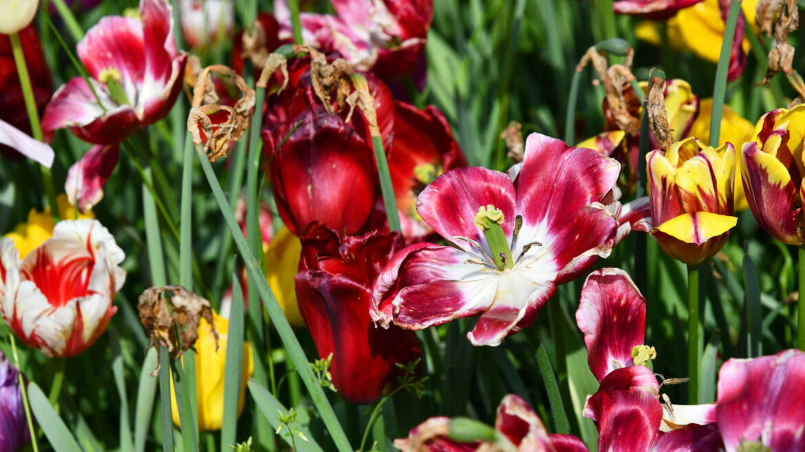Fill Your Garden With This Summer Flower After Tulip Blooms Have Faded Fill Your Garden With This Summer Flower After Tulip Blooms Have Faded