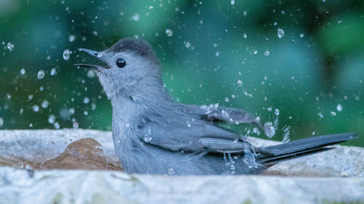 The $27 Amazon Birdbath That Doubles As Gorgeous Garden Decor The $27 Amazon Birdbath That Doubles As Gorgeous Garden Decor