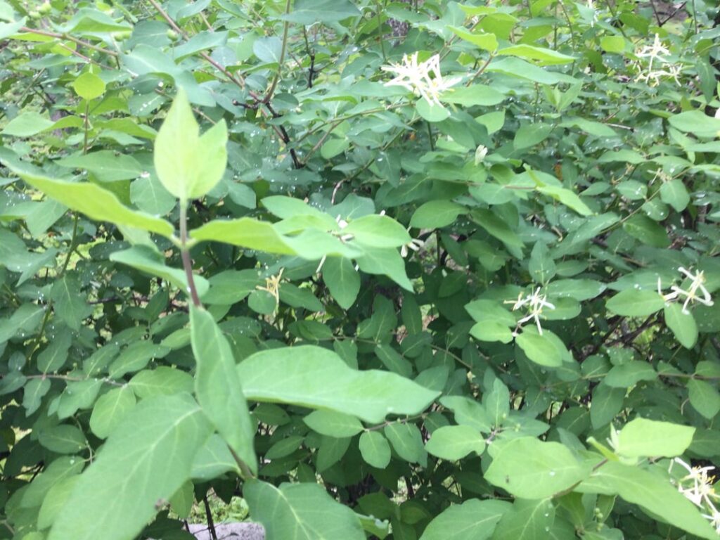 Can anyone ID this shrub growing in my neighbor’s yard? Western PA here.