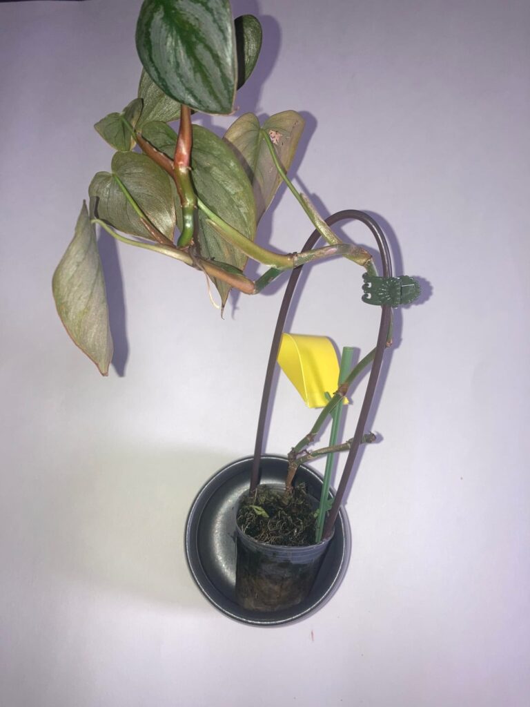Baby's First Philodendron - help?