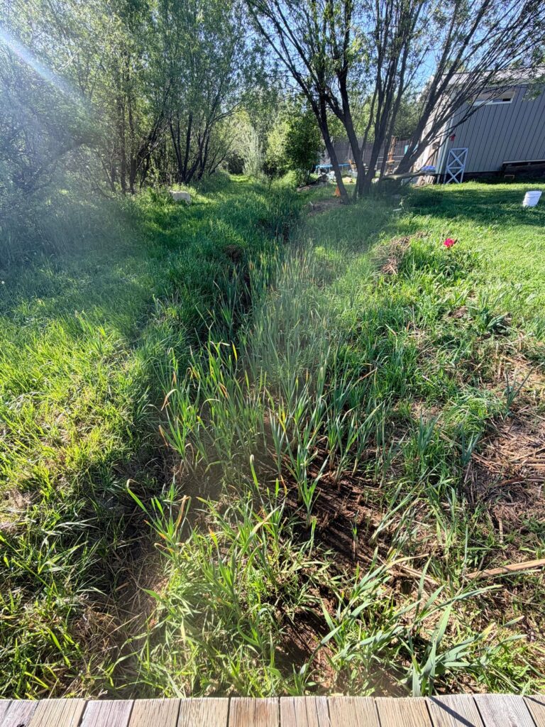 How to fall in love with cattails? How to fall in love with cattails?