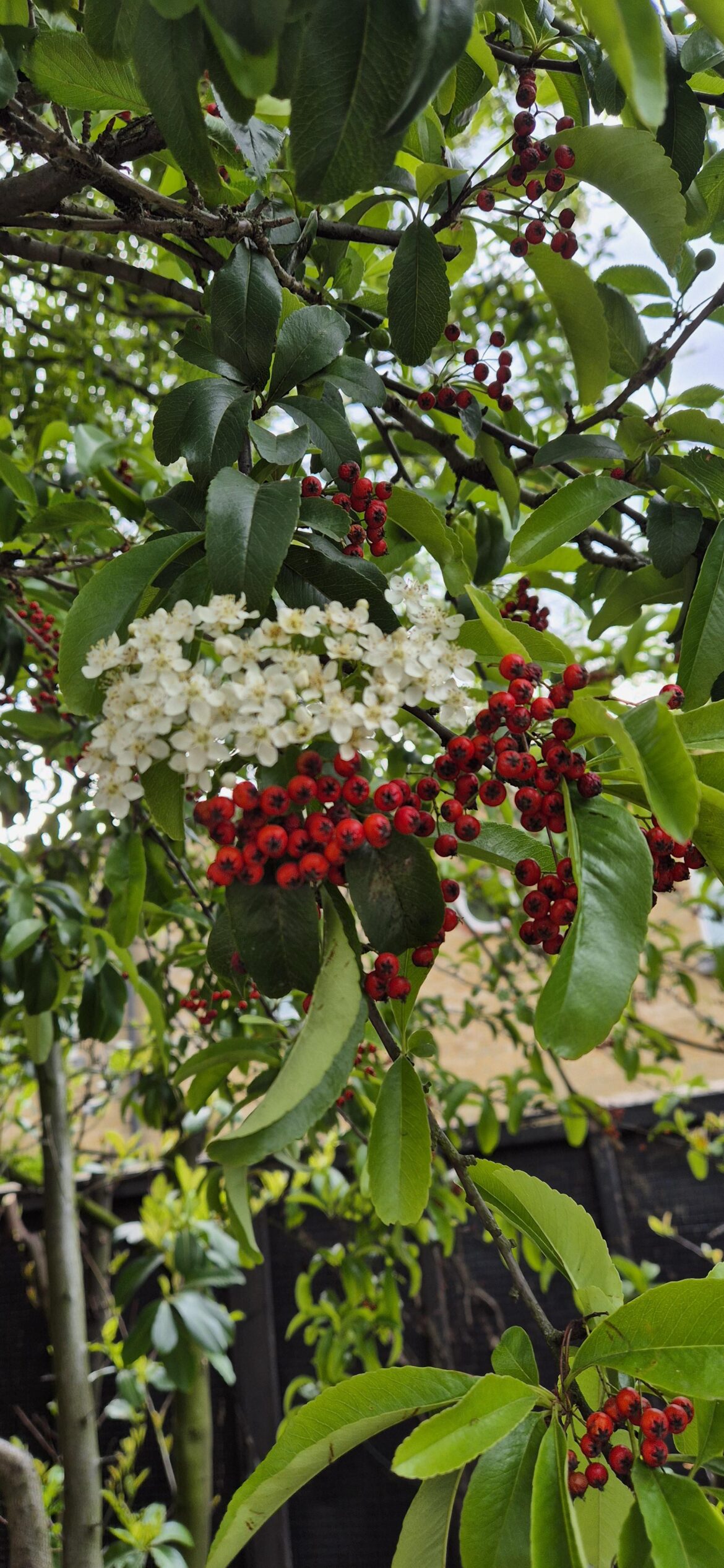 Berries and Cream