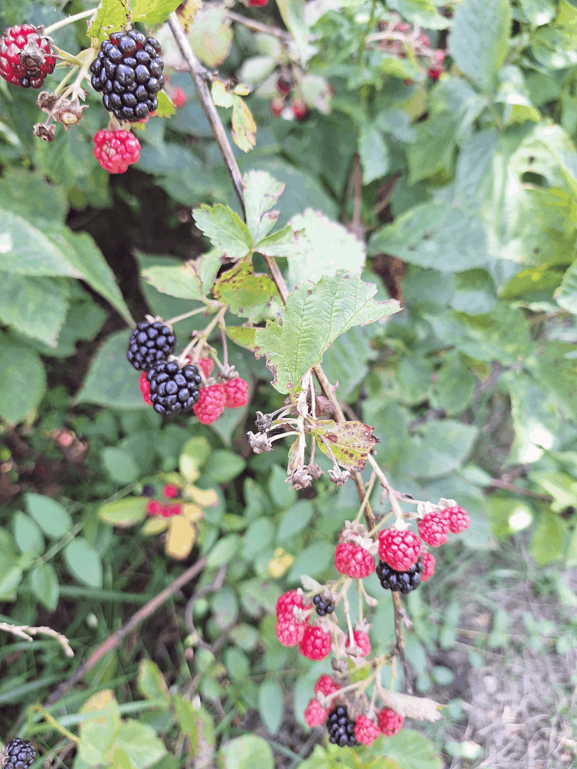 7 acres of immortal Allegheny Blackberry plants roughly 80000 plants $10 for a box of roots 7 acres of immortal Allegheny Blackberry plants roughly 80000 plants $10 for a box of roots