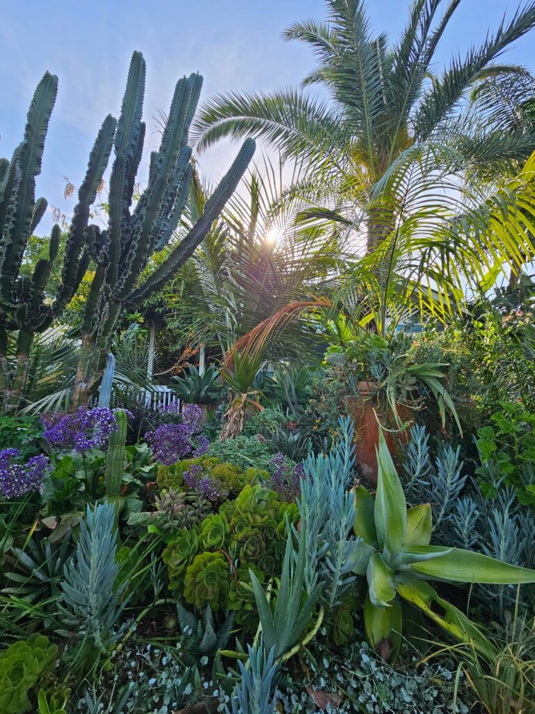 My succulent front yard in Central California