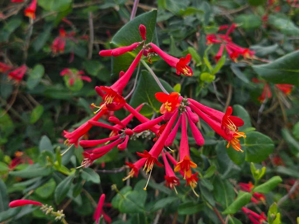 Coral honeysuckle is a knockout