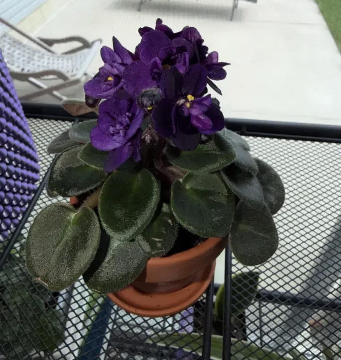 African Violet