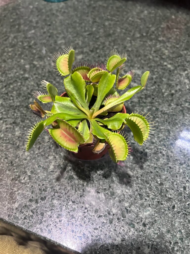 Venus Flytrap Venus Flytrap