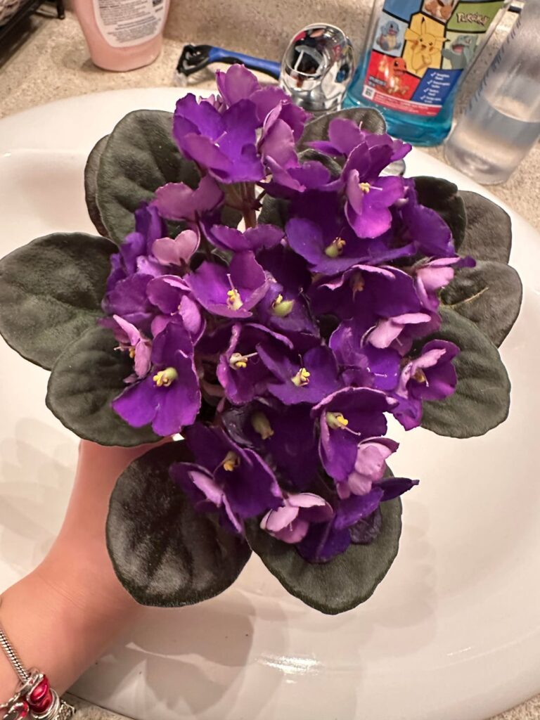 Violet flowers shrivelling and turning black. Help! Violet flowers shrivelling and turning black. Help!