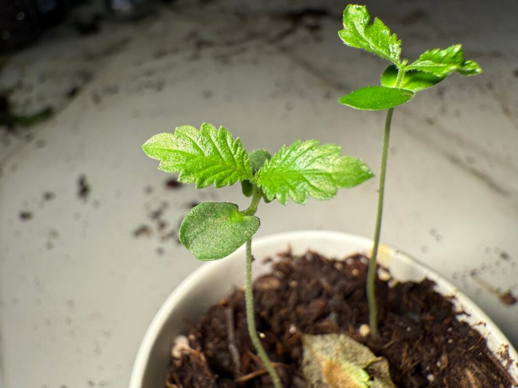 adorable little elm seedlings