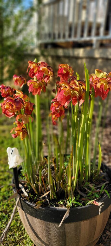 Pot of Sarracenia