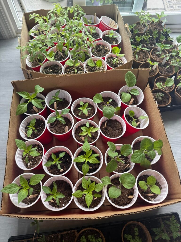 Wondering if these guys will be ready to be planted in my raised bed/containers this weekend? Wondering if these guys will be ready to be planted in my raised bed/containers this weekend?