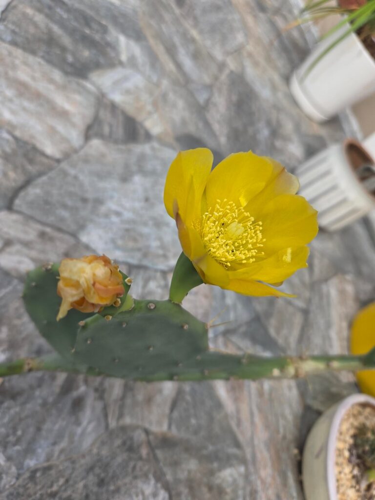 2nd Bloom! ❤️ 🌵