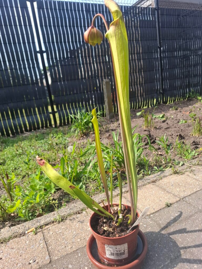 Sarracenia moorei Elisabeth