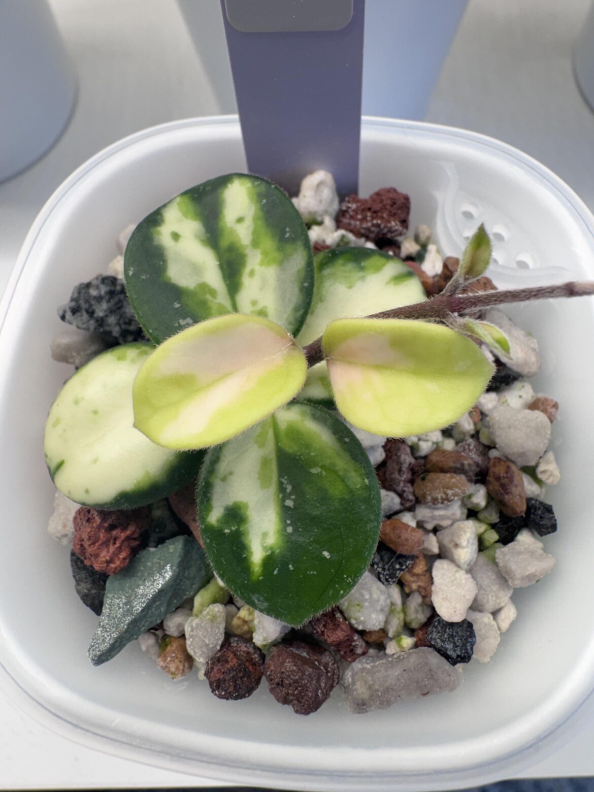 Hoya 'mathilde' variegated