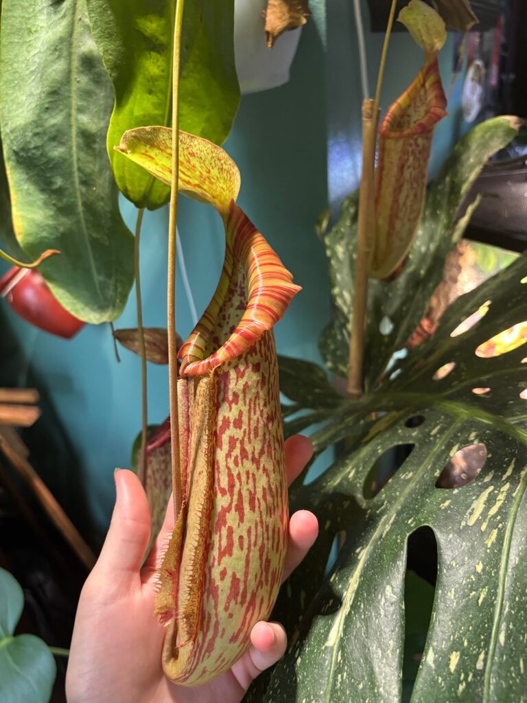 New pitchers coming in :)