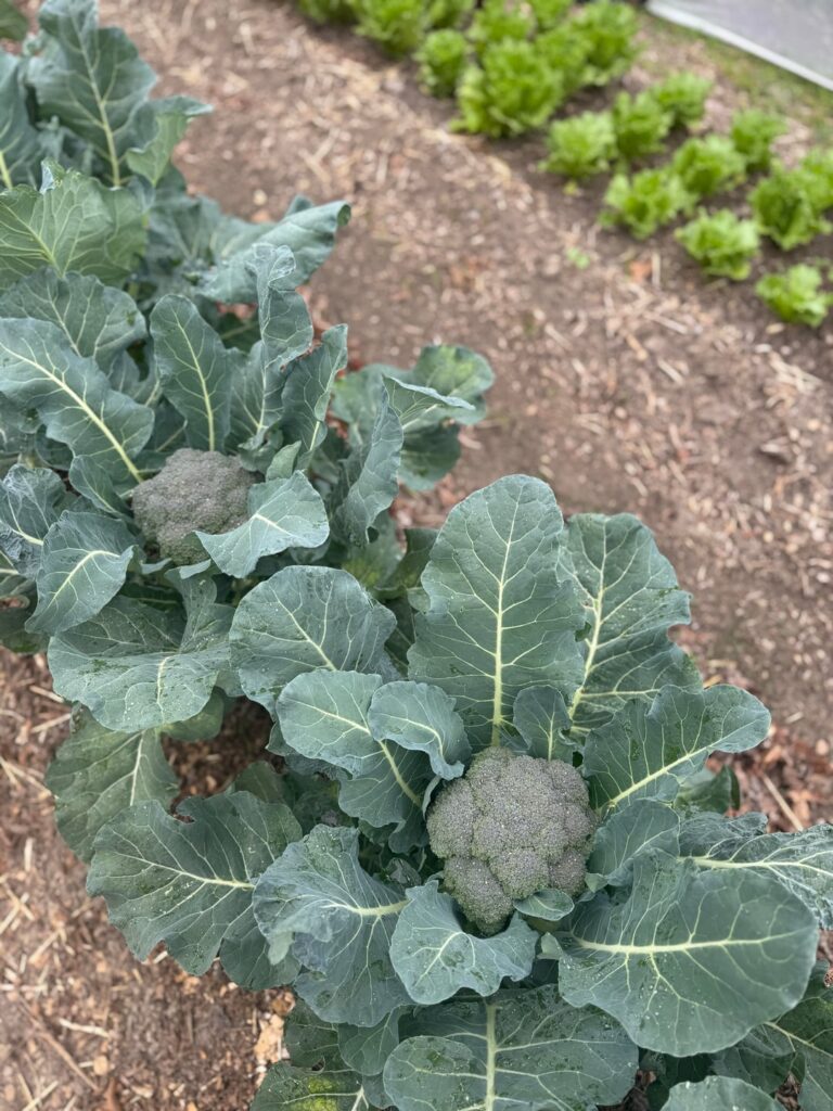 Broccoli and cabbage 🤩
