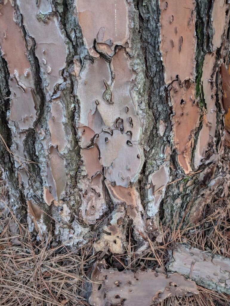 Grey bark at base of long leaf pine Grey bark at base of long leaf pine
