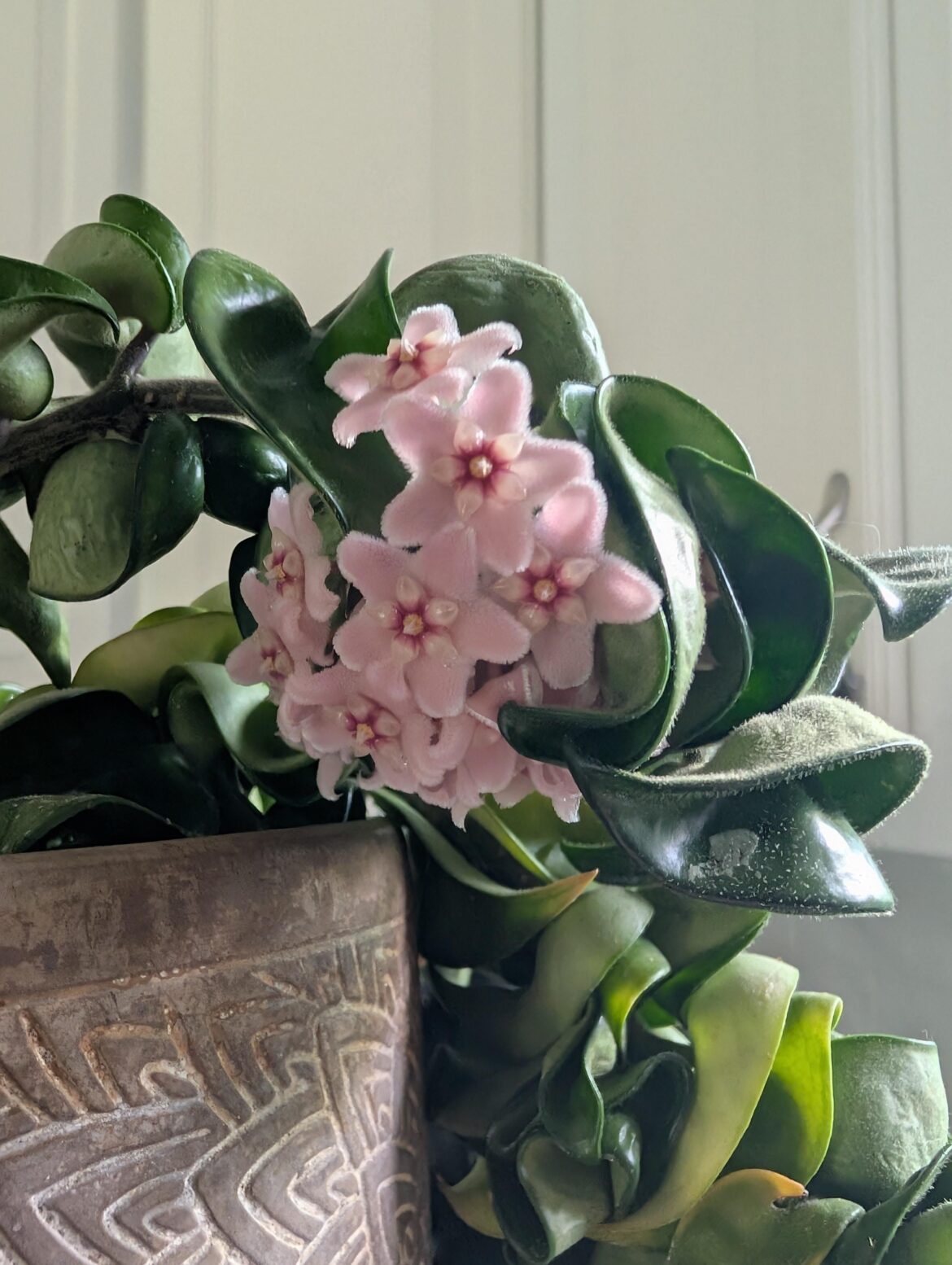 It flowered!!!!