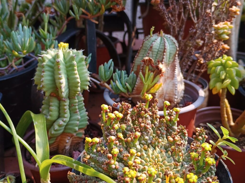 Three of my Euphorbia are flowering at the same time