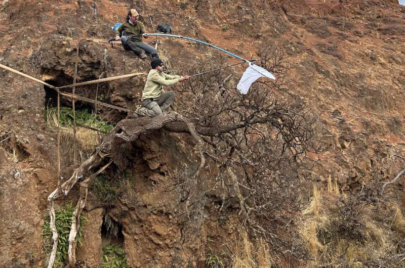 Experts collecting the seeds of the last known specimen D. neriifolia on Robinson Crusoe Island, Chile. Its seeds have been sent to the Millennium Seed Bank in the UK for safeguarding and conservation. Credit: Gonzalo Rojas Last of its kind: Critically Endangered tree clinging to cliffside finds hope at Kew and Logan Botanic Garden