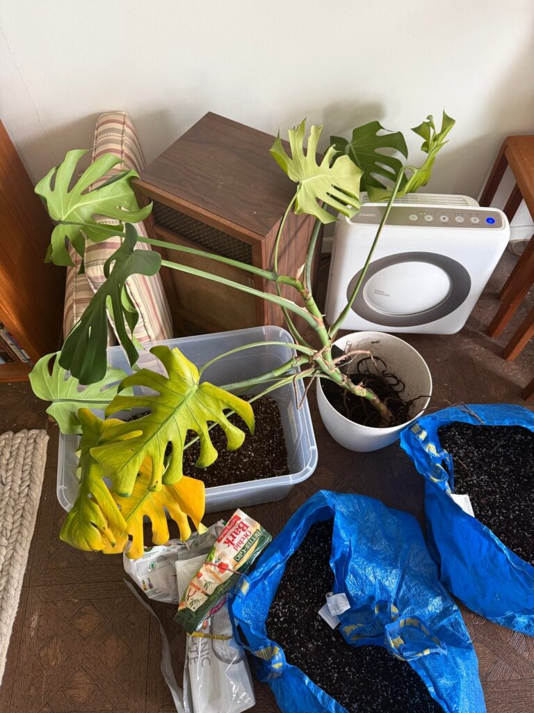 Can this monstera be saved? Can this monstera be saved?